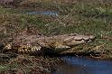 027 Chobe NP, nijlkrokodil